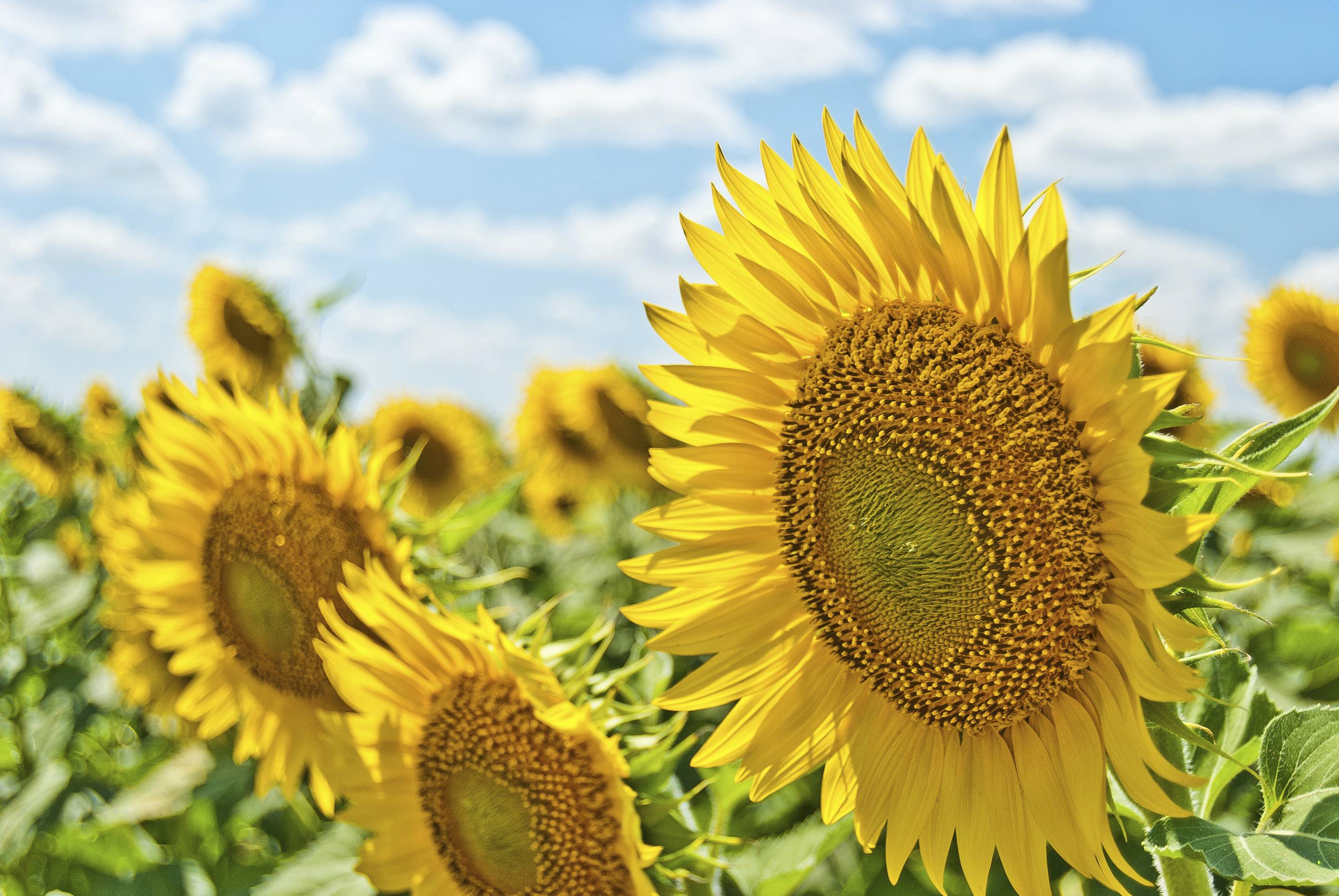 Sunflower farm.jpg
